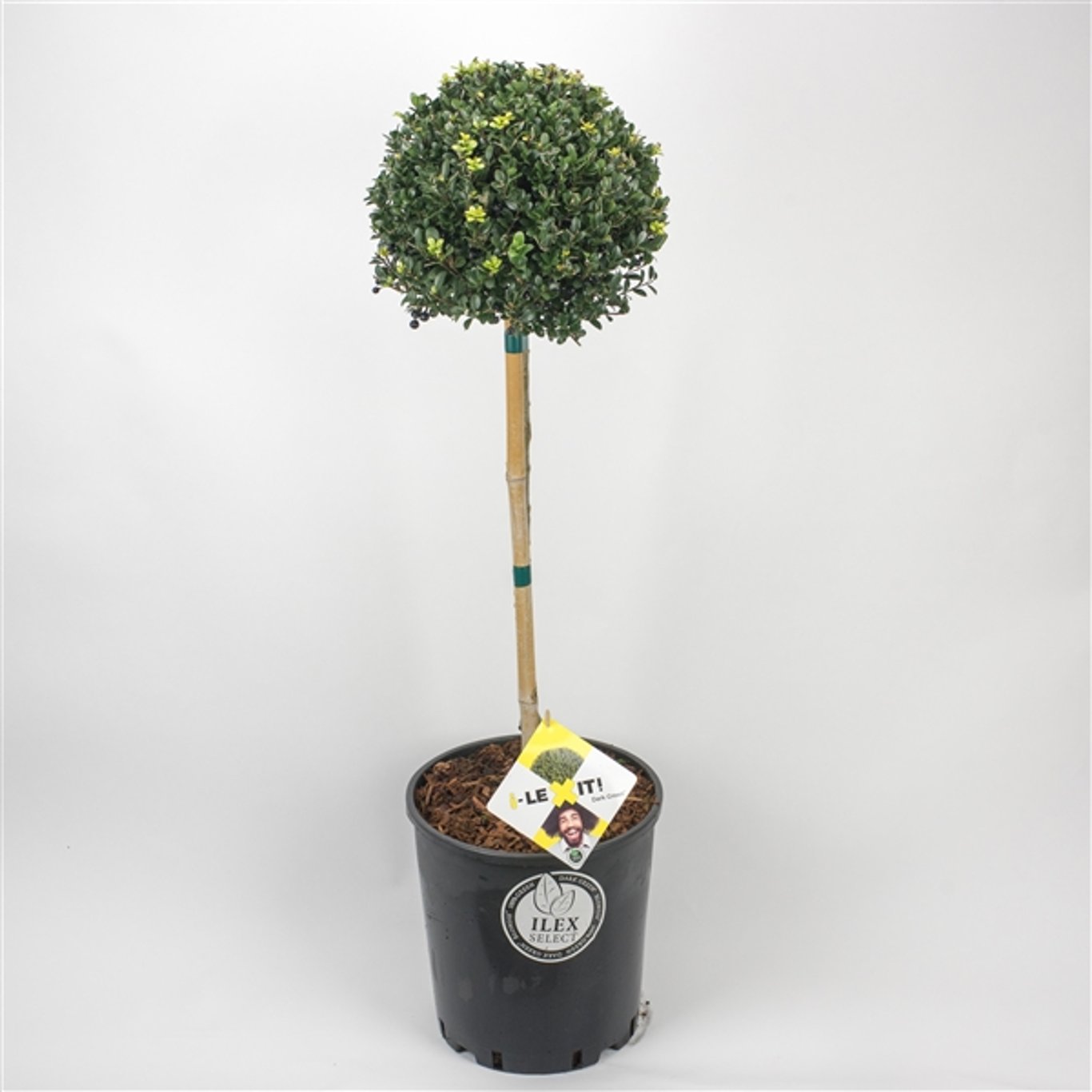Ilex crenata 'Dark Green'® - 50 CM Stem C20